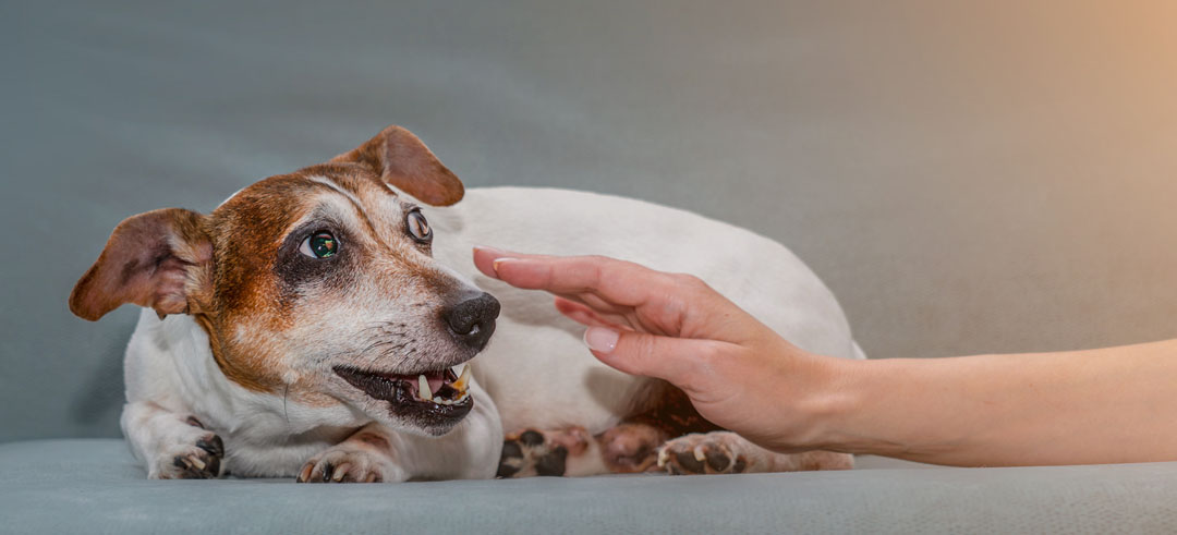 Persona intentando tocar a un perro miedoso