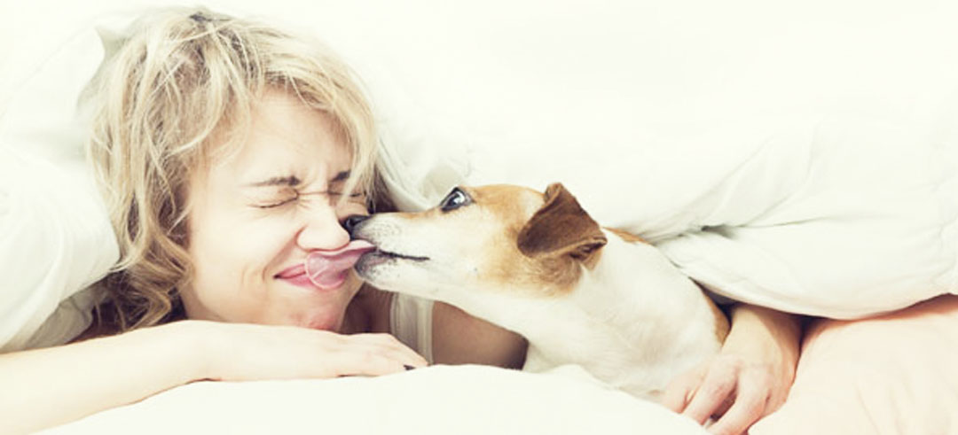 Perro cariñoso lamiendo a su dueña